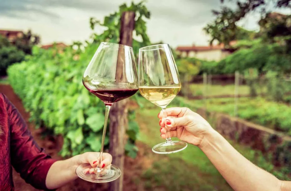 Entenda o significado de Velho e Novo Mundo na produção de vinhos