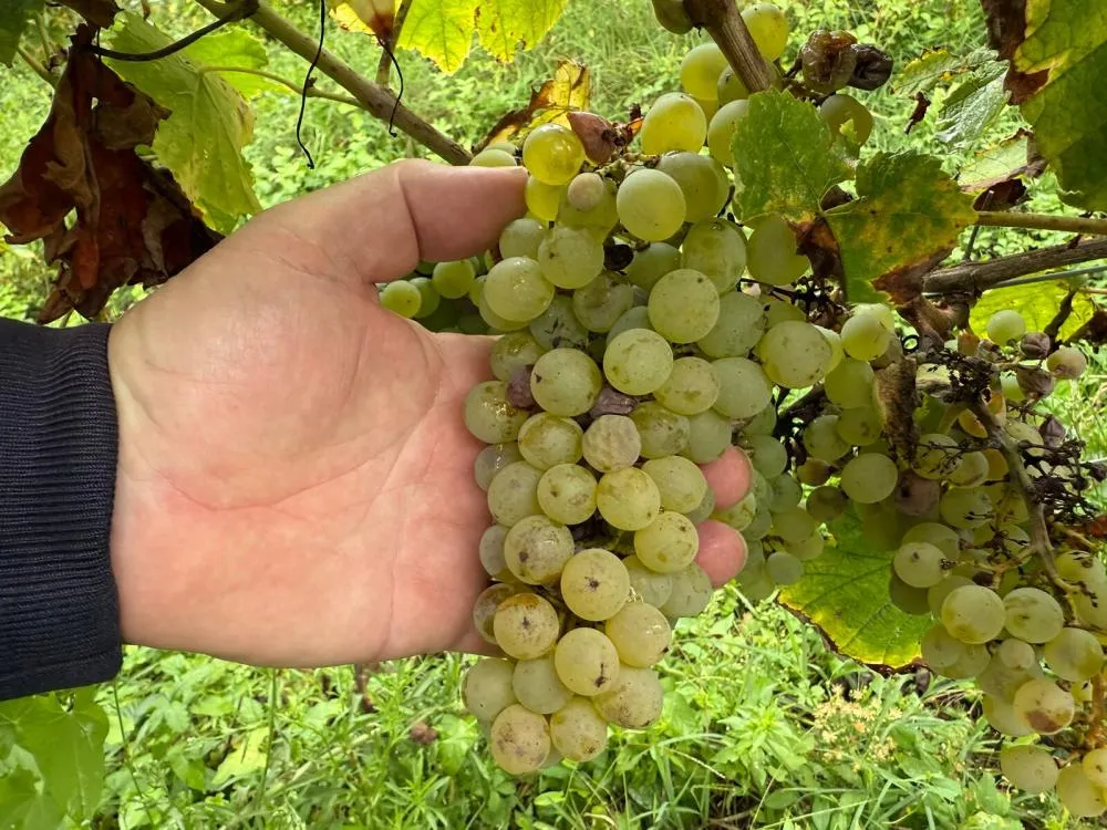 Vinho em 2026: sustentabilidade, qualidade e adaptação; como o setor está redesenhando o futuro da taça