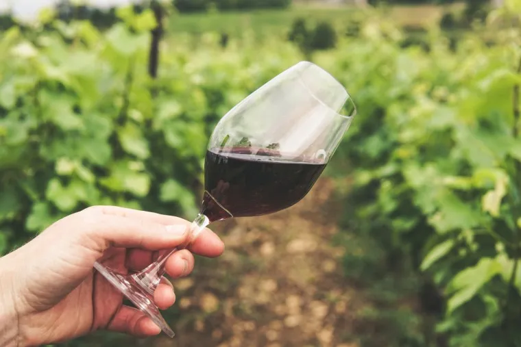 Qual a diferença entre vinhos naturais, veganos e biodinâmicos?