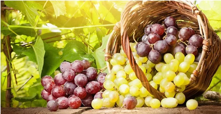 10 tipos de uva para vinhos