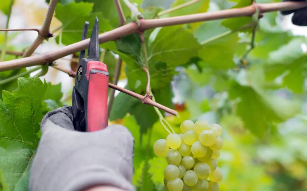 Dupla poda transforma o interior paulista em referência nacional de vinhos de inverno