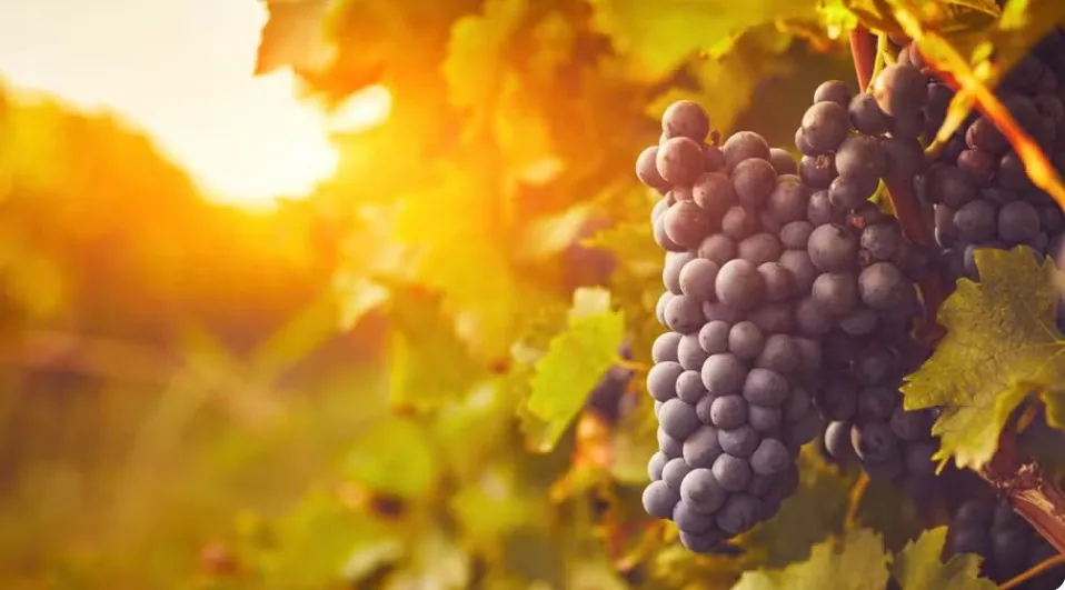 Vinhos de Altitude de Santa Catarina projetam safra histórica em 2025
