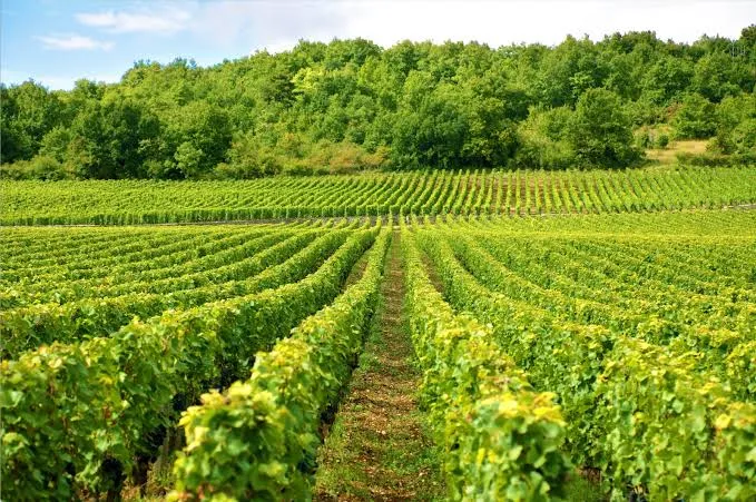 Região dos Vinhos Verdes prevê aumento de 6% na produção este ano