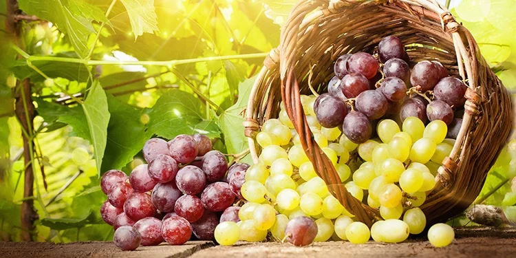 Da uva à taça: conheça 10 variedades que ajudam a contar a história do vinho