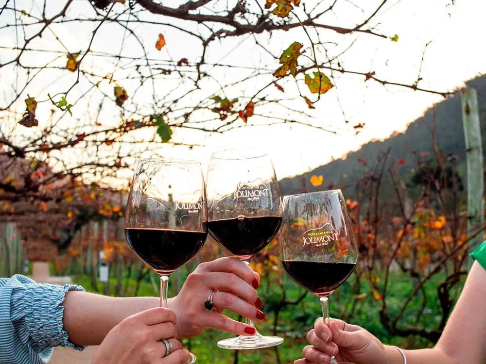 Vinho Malbec: um guia para iniciantes e apaixonados pela taça