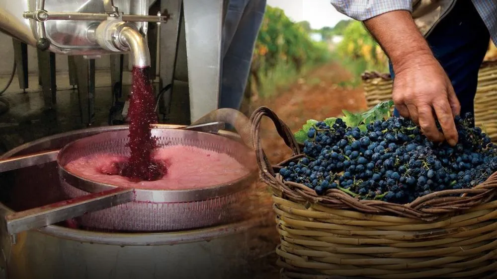 Vinho seco: descubra por que esse estilo conquistou os brasileiros