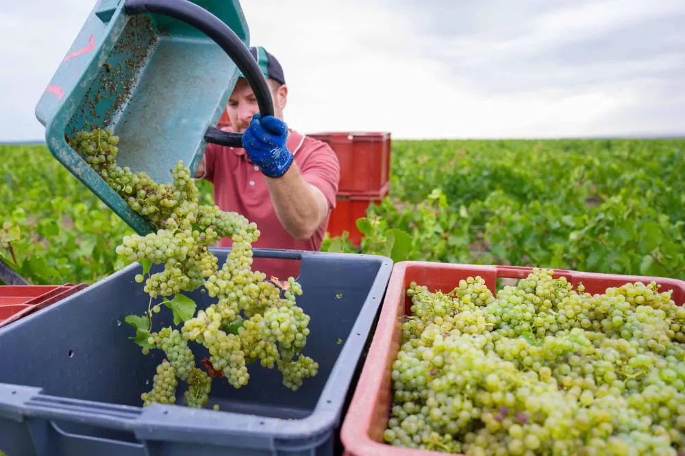 França registra a pior colheita de vinho em 70 anos após verão de calor extremo e seca