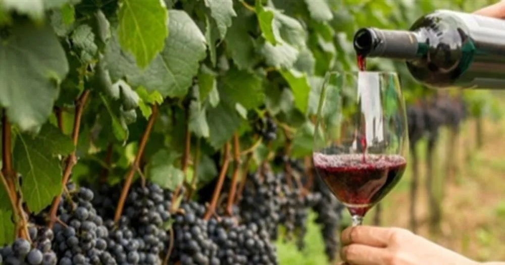 Anuário do Vinho 2026: Brasil ultrapassa 300 milhões de litros e chega a 965 vinícolas registradas