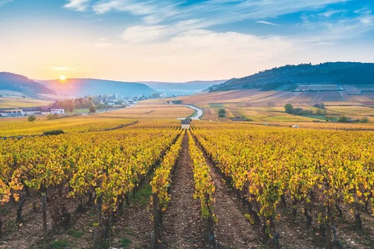 Por Que os Vinhos da Borgonha São os Mais Caros e Cobiçados? 