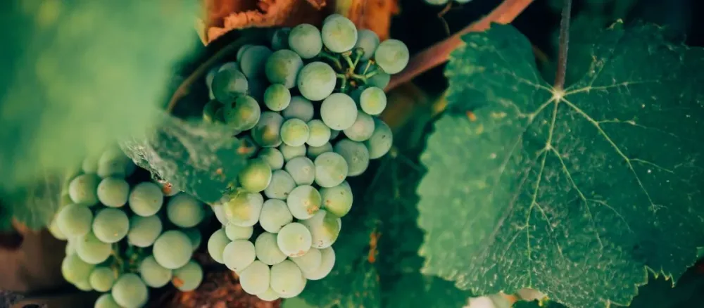 Vinho verde virou moda no Brasil, entenda o porquê